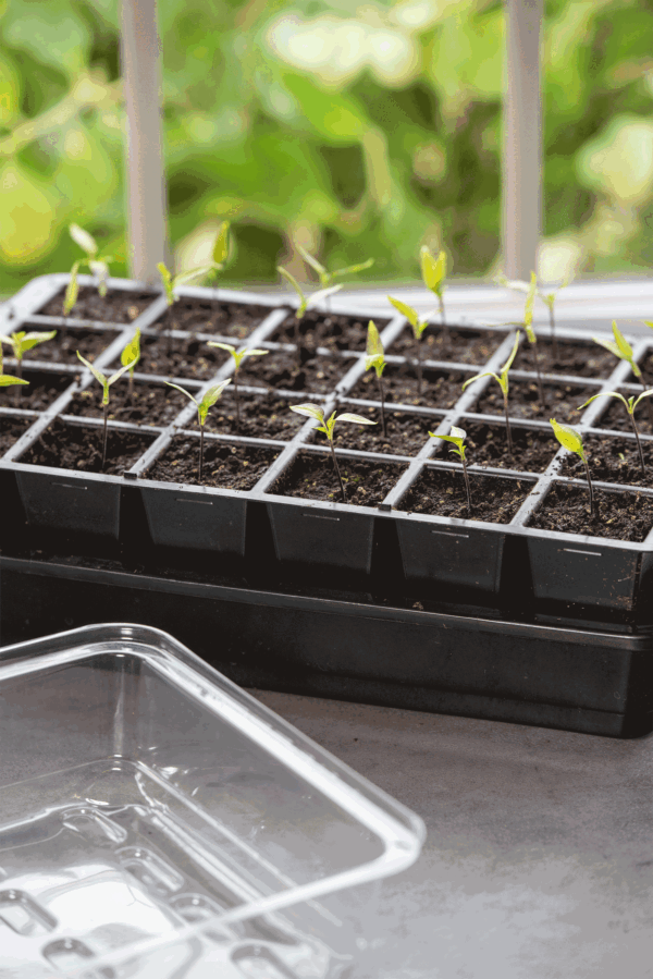 Seedling Transplant Tongs - Image 3