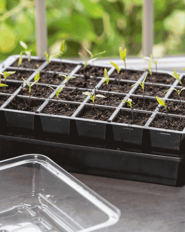 Seedling Transplant Tongs - Image 2